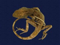 藏品(斯文豪氏攀蜥)的圖片